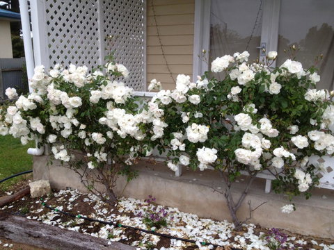 Railway Cottage In Beachport - QLD Tourism 12