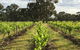 The Winemakers - thumb 2