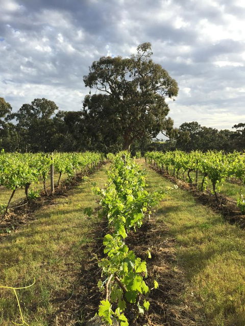 The Winemakers - Queensland Tourism 2