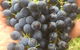 The Winemakers - thumb 14