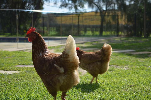 Amande Bed And Breakfast - QLD Tourism 20