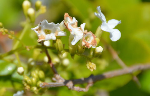 Augusta Courtyard Motel - QLD Tourism 11