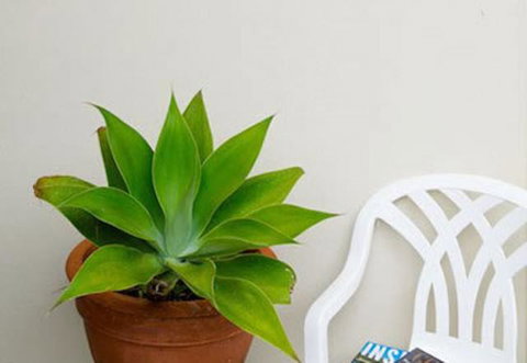 Sea & Soul Beachside Apartments - QLD Tourism 9