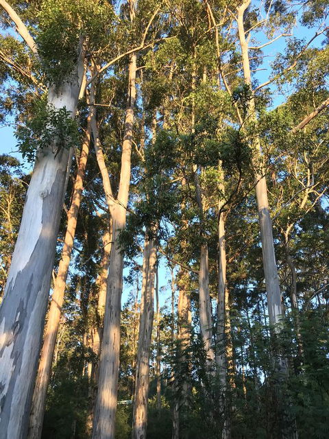 Forest Lodge Resort - QLD Tourism 37