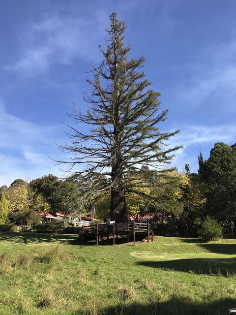 Forest Lodge Resort - QLD Tourism 38