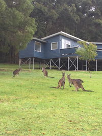 Book Denmark Accommodation Vacations Queensland Tourism Queensland Tourism