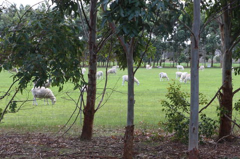 Sapphire Chalets, Augusta - Queensland Tourism 10