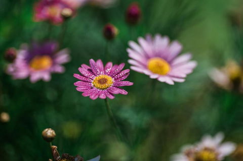 The Floating Forest - QLD Tourism 29