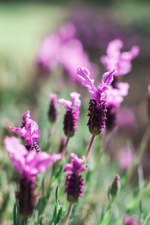 The Floating Forest - QLD Tourism 31