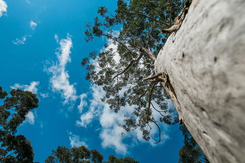 The Floating Forest - QLD Tourism 36