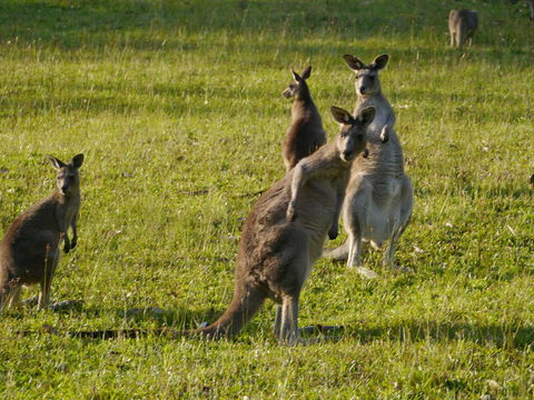 Dungowan Holiday Accommodation - QLD Tourism 27