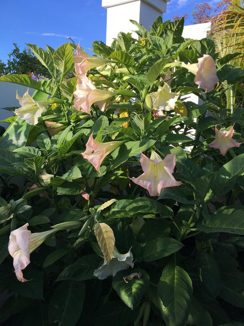 Bella Bali Gardens - Queensland Tourism 22