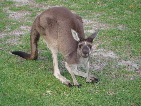 Bella Bali Gardens - Queensland Tourism 39