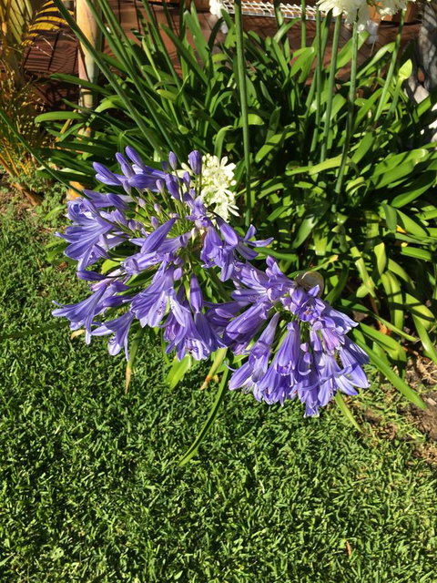 Bella Bali Gardens - Queensland Tourism 21