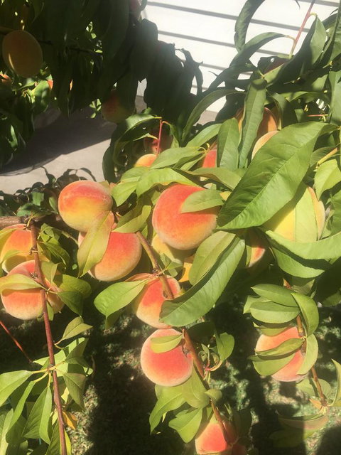 Bella Bali Gardens - Queensland Tourism 26