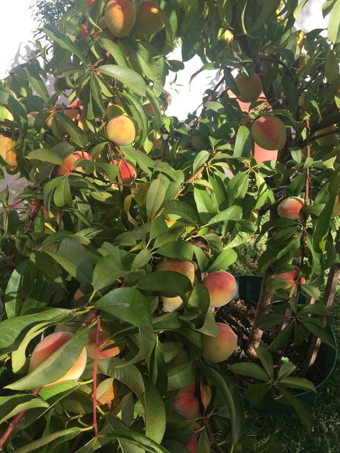 Bella Bali Gardens - Queensland Tourism 25