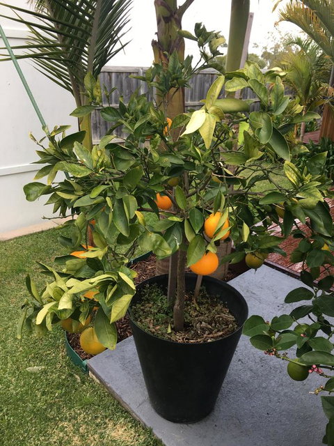 Bella Bali Gardens - Queensland Tourism 24