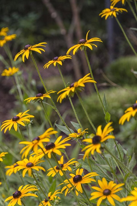 Nesuto Leura Gardens (formerly Waldorf Leura Gardens Resort) - QLD Tourism 15