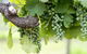 Thistle Hill Guesthouse - Walk To Many Wineries And Restaurants - thumb 44