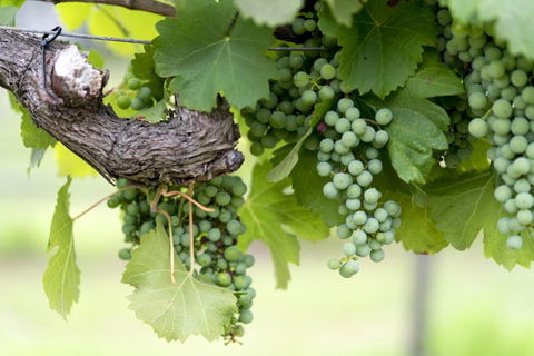 Thistle Hill Guesthouse - Walk To Many Wineries And Restaurants - Queensland Tourism 44