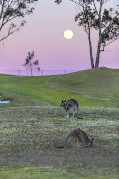 Oaks Cypress Lakes Resort - QLD Tourism 28