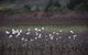 Borrodell Vineyard - thumb 32