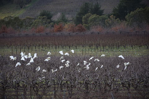 Borrodell Vineyard - QLD Tourism 32