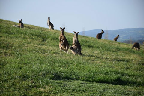 Borrodell Vineyard - QLD Tourism 33