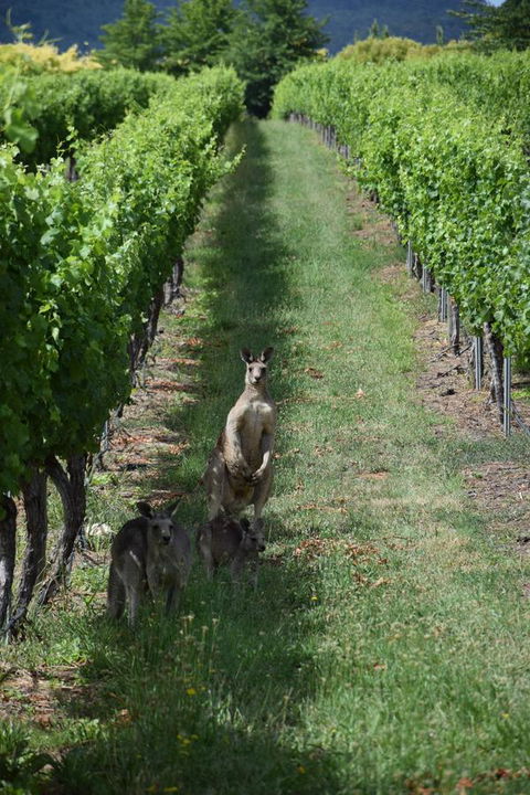 Borrodell Vineyard - QLD Tourism 31