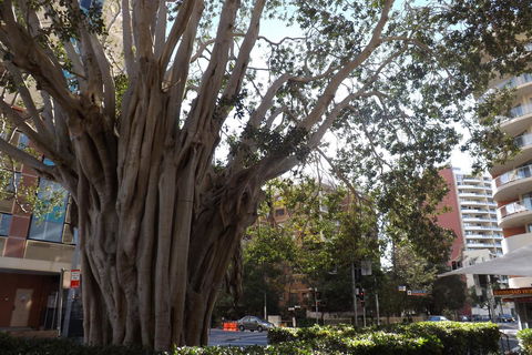 Fiori Apartments - Queensland Tourism 29