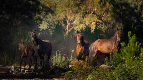 Pound Creek Gallery - QLD Tourism 18