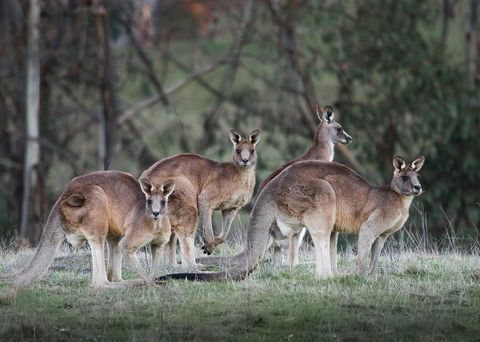 Pound Creek Gallery - QLD Tourism 25