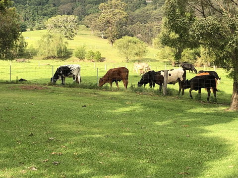 Arcadia - The Barn Cottage & Rosehill Cottage - Queensland Tourism 26