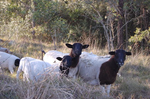 Cadair Cottages - Queensland Tourism 15