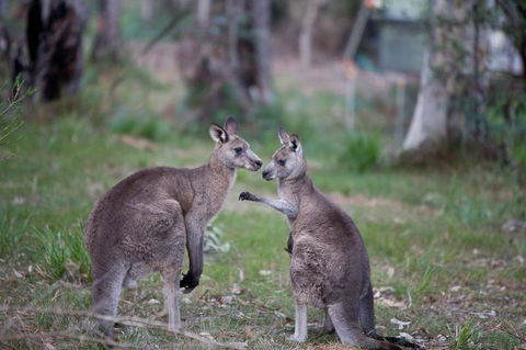 Bush & Bay Cottage - QLD Tourism 31
