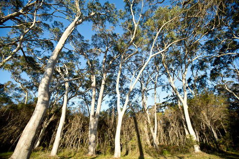 Bush & Bay Cottage - QLD Tourism 28