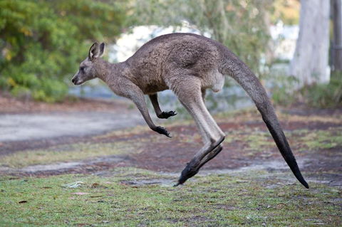 Bush & Bay Cottage - QLD Tourism 2
