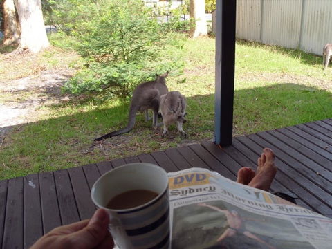 Bush & Bay Cottage - QLD Tourism 29