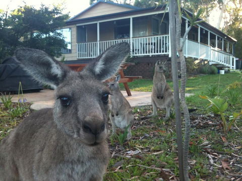Bush & Bay Cottage - QLD Tourism 0