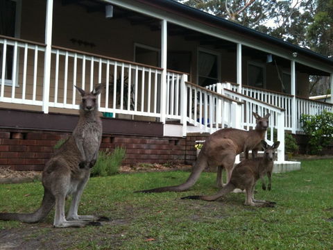 Bush & Bay Cottage - QLD Tourism 30