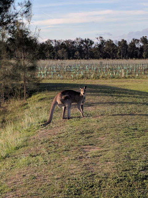 Madigan Wine Country Cottages - Queensland Tourism 7