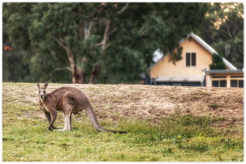 Madigan Wine Country Cottages - Queensland Tourism 4