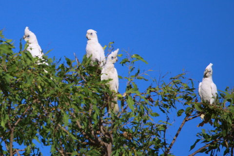 Aurora Kakadu Lodge - QLD Tourism 9