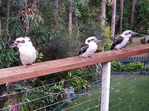 Buderim Forest Hideaway - QLD Tourism 1