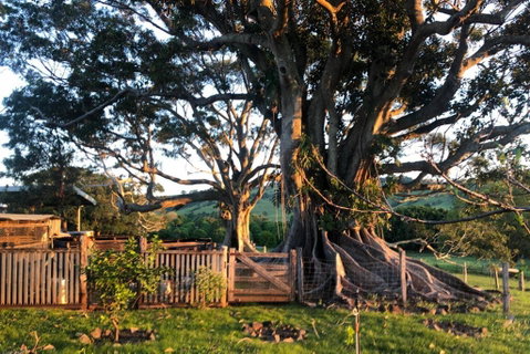BYRON BAY'S HISTORIC BARNSTAY! - Queensland Tourism 2