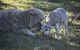 Clandulla Cottages & Farmstay - thumb 0