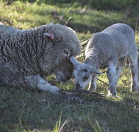 Clandulla Cottages  Farmstay - Queensland Tourism