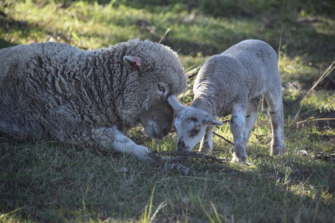 Clandulla Cottages & Farmstay - Queensland Tourism 0