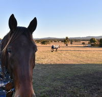 Clydesdale Cottage on Talga with real Clydesdale Horses - Queensland Tourism