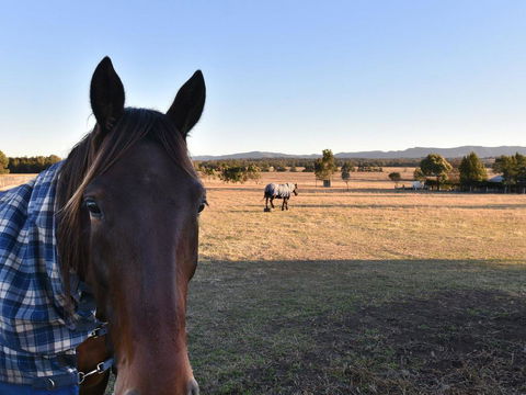 Clydesdale Cottage On Talga With Real Clydesdale Horses - Queensland Tourism 0